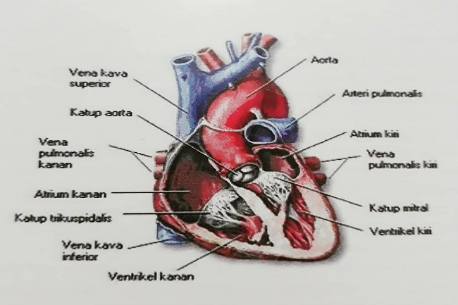 Detail Gambar Anatomi Jantung Manusia Nomer 35