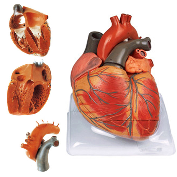 Detail Gambar Anatomi Jantung Manusia Nomer 36