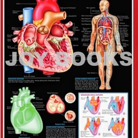 Detail Gambar Anatomi Jantung Manusia Nomer 38