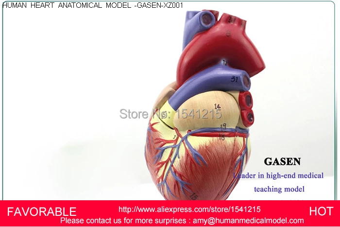 Detail Gambar Anatomi Jantung Manusia Nomer 39