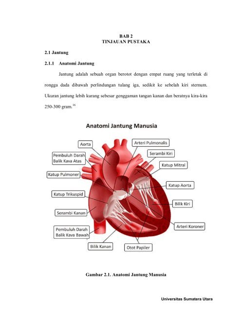 Detail Gambar Anatomi Jantung Manusia Nomer 40