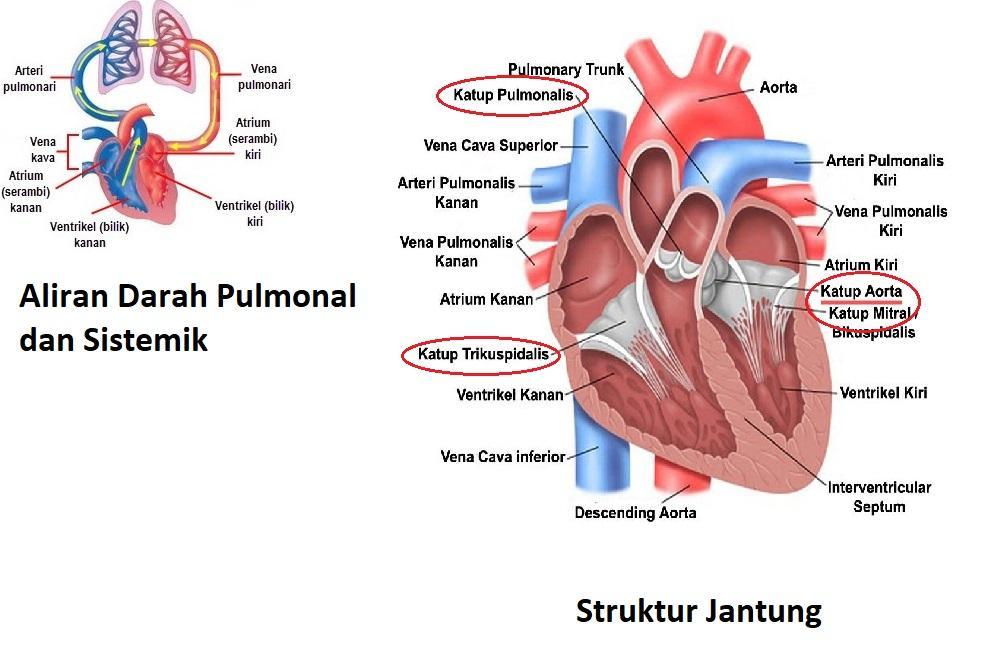 Detail Gambar Anatomi Jantung Manusia Nomer 41