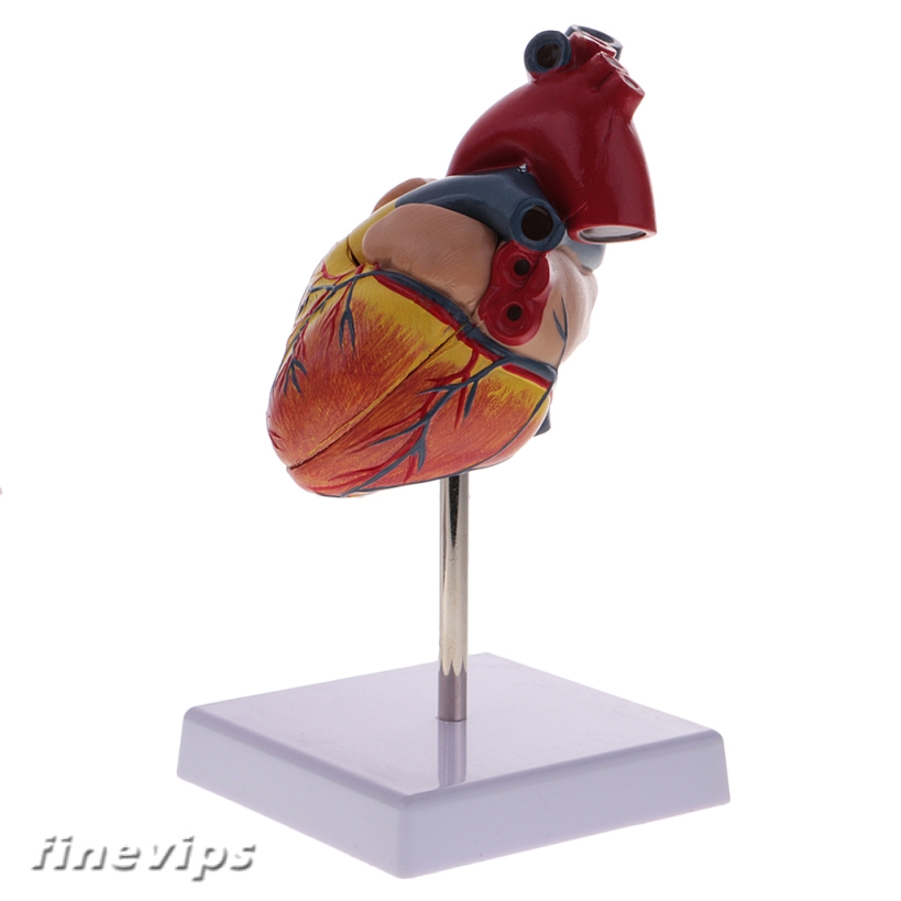 Detail Gambar Anatomi Jantung Manusia Nomer 42