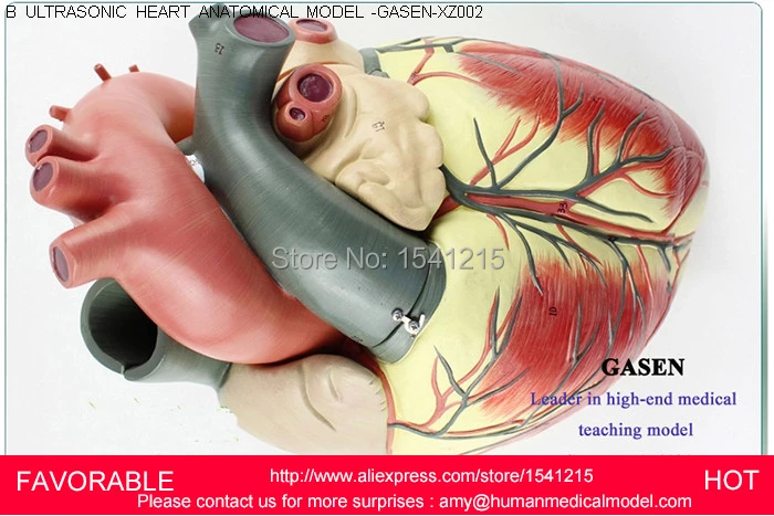 Detail Gambar Anatomi Jantung Manusia Nomer 45