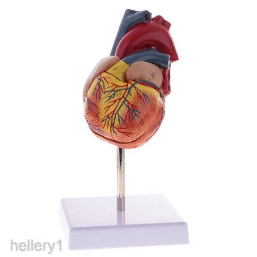 Detail Gambar Anatomi Jantung Manusia Nomer 47