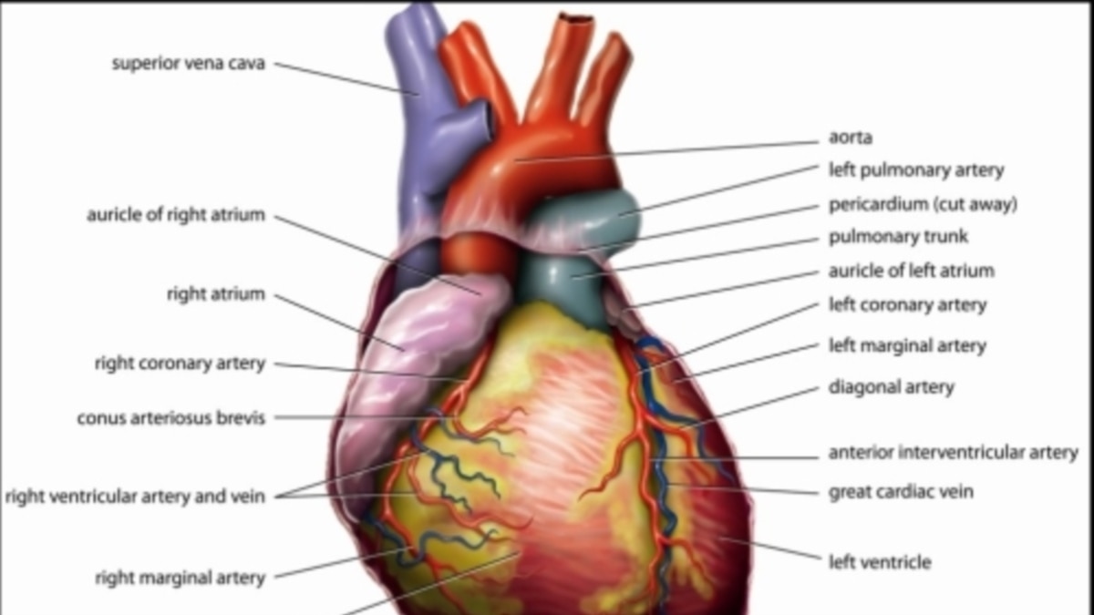 Detail Gambar Anatomi Jantung Manusia Nomer 48