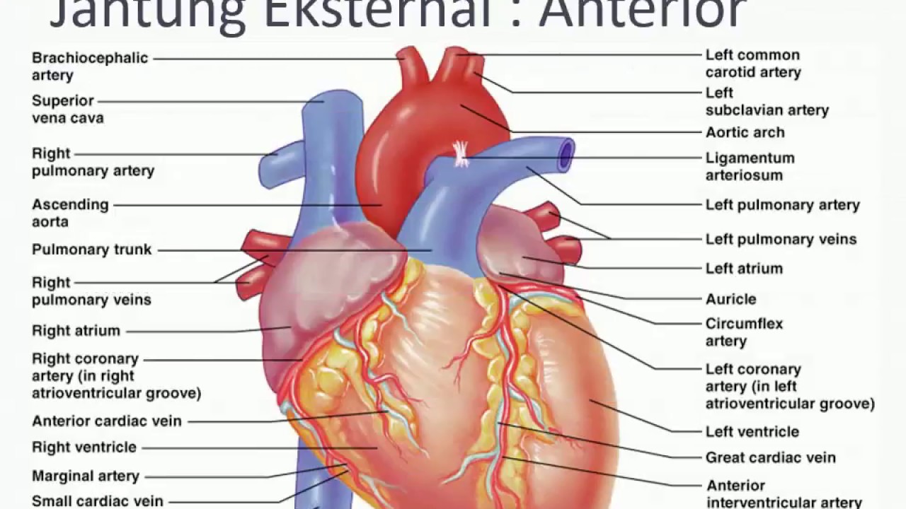 Detail Gambar Anatomi Jantung Manusia Nomer 6