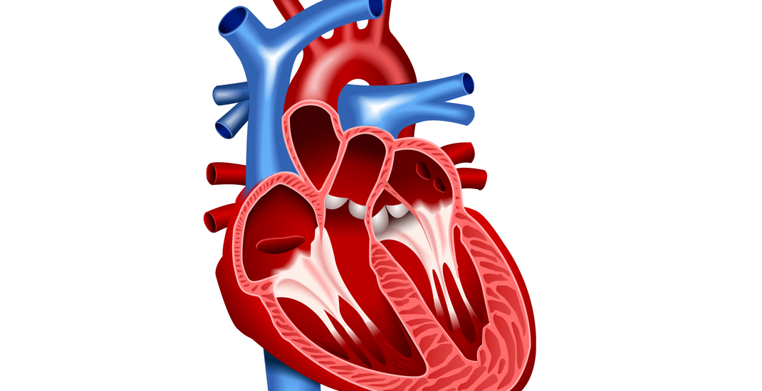 Detail Gambar Anatomi Jantung Manusia Nomer 9