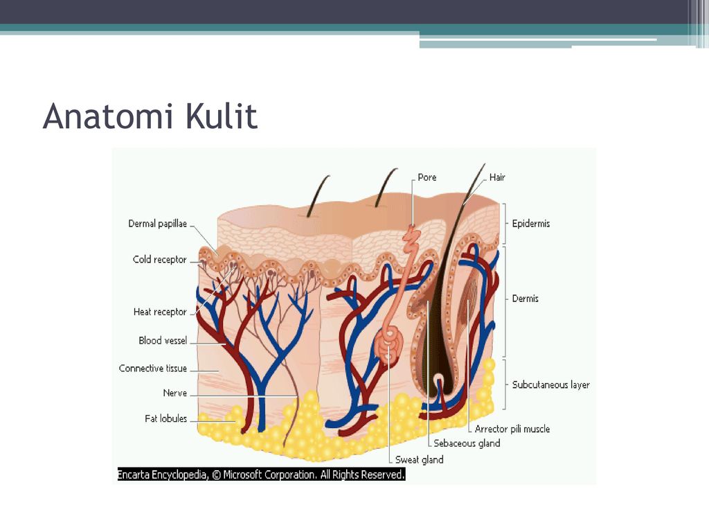 Detail Gambar Anatomi Kulit Jelas Nomer 18