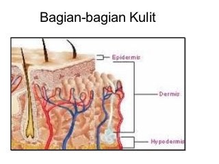 Detail Gambar Anatomi Kulit Jelas Nomer 23