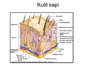 Detail Gambar Anatomi Kulit Jelas Nomer 31