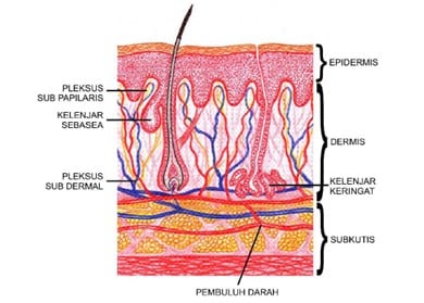 Detail Gambar Anatomi Kulit Jelas Nomer 6