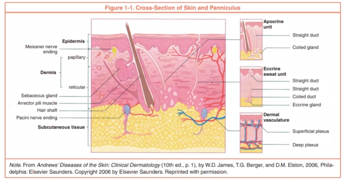 Detail Gambar Anatomi Kulit Manusia Nomer 15