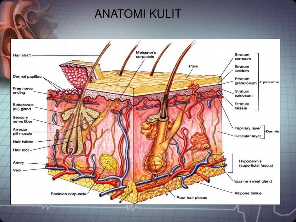 Detail Gambar Anatomi Kulit Manusia Nomer 23