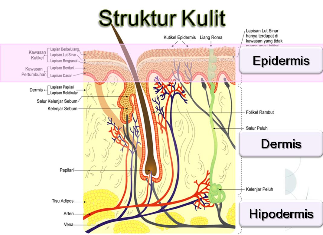 Detail Gambar Anatomi Kulit Manusia Nomer 25