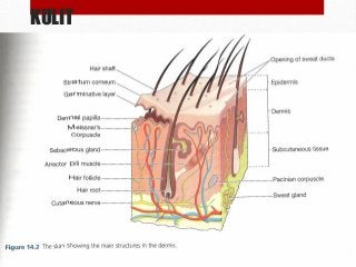 Detail Gambar Anatomi Kulit Manusia Nomer 29