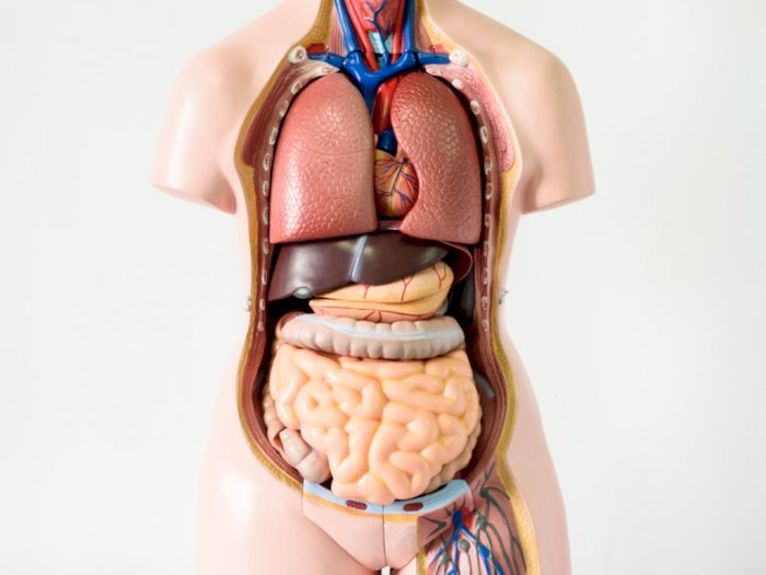 Detail Gambar Anatomi Organ Dalam Manusia Nomer 18