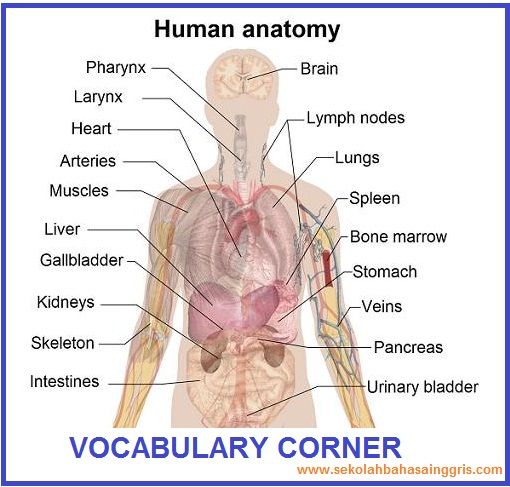 Detail Gambar Anatomi Organ Dalam Manusia Nomer 19