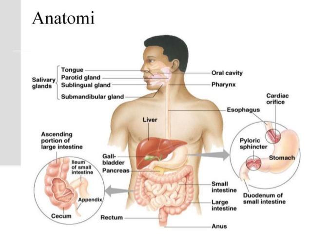 Detail Gambar Anatomi Organ Dalam Manusia Nomer 24