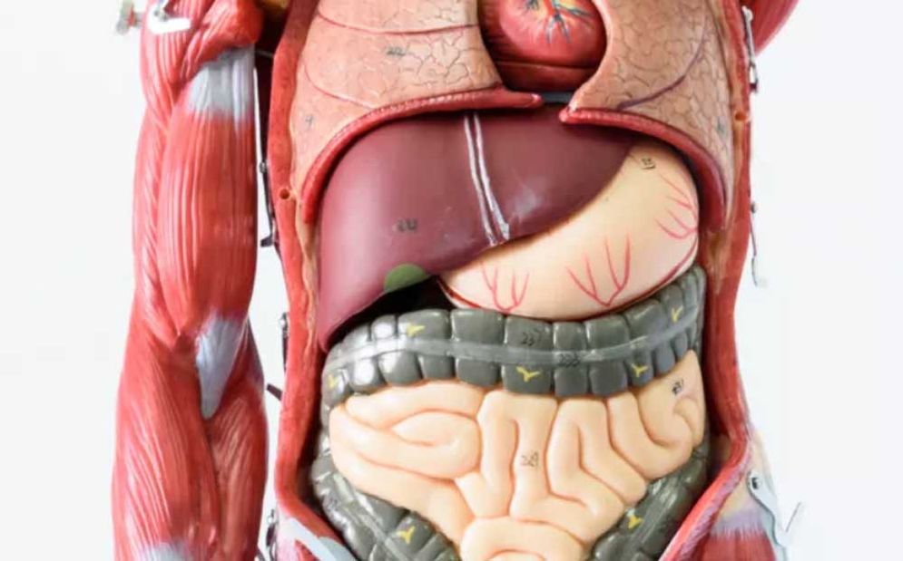 Detail Gambar Anatomi Organ Dalam Manusia Nomer 26