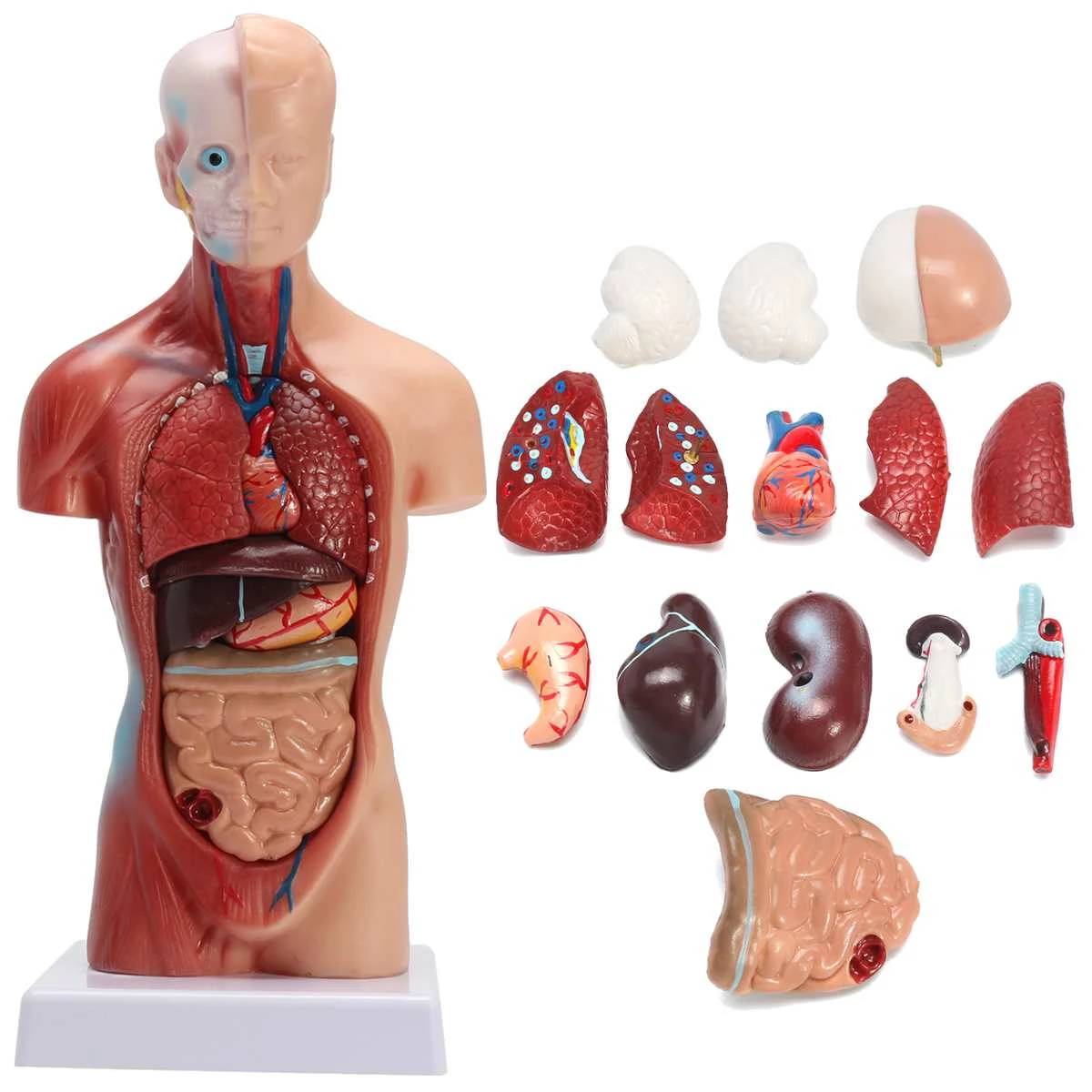 Detail Gambar Anatomi Organ Dalam Manusia Nomer 29