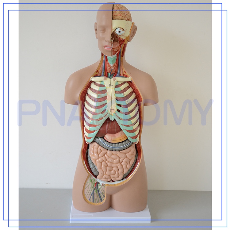 Detail Gambar Anatomi Organ Dalam Manusia Nomer 36