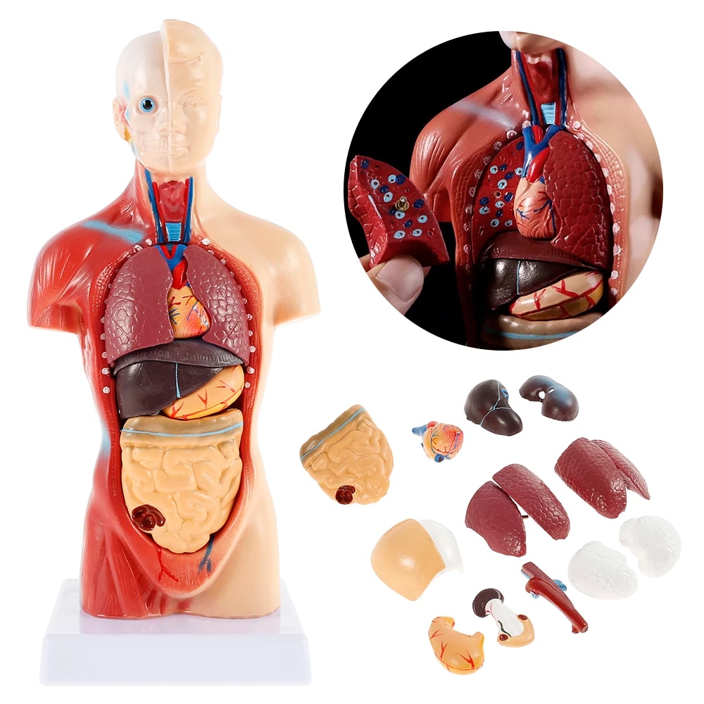Detail Gambar Anatomi Organ Dalam Manusia Nomer 39