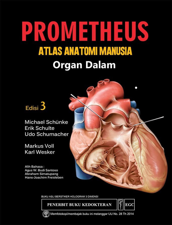 Detail Gambar Anatomi Organ Dalam Manusia Nomer 44