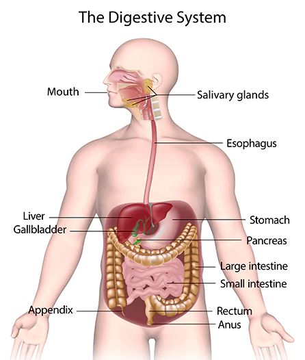 Detail Gambar Anatomi Organ Dalam Manusia Nomer 7