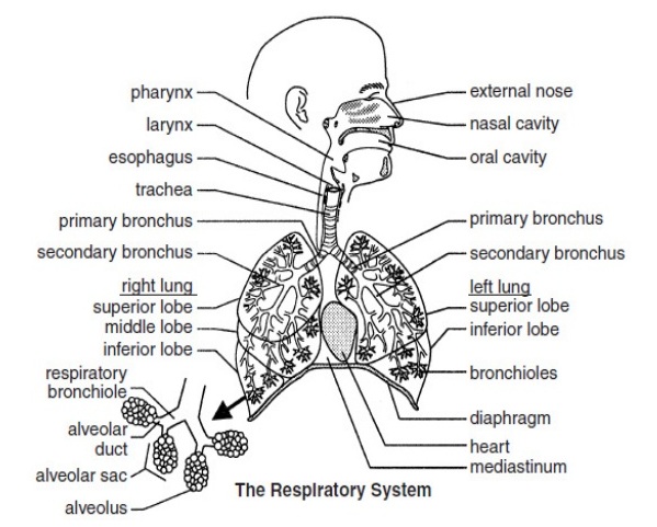 Detail Gambar Anatomi Pernapasan Nomer 8