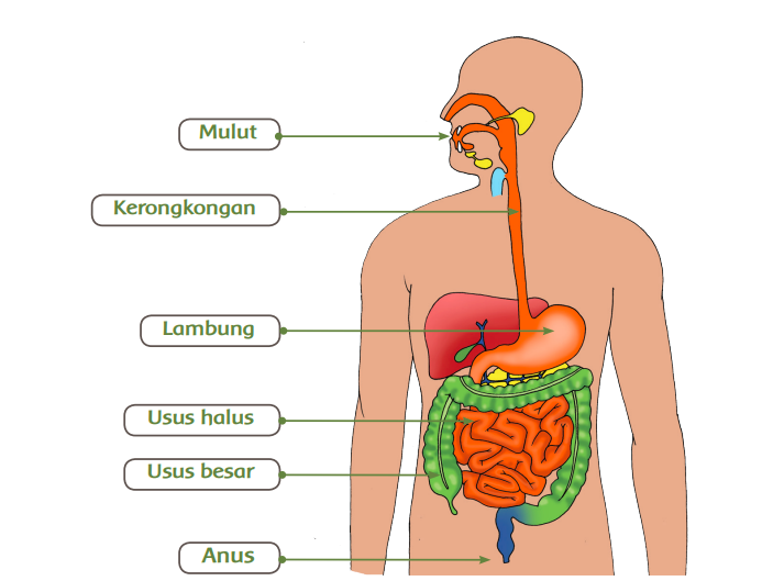Detail Gambar Anatomi Sistem Pencernaan Beserta Fungsinya Nomer 12