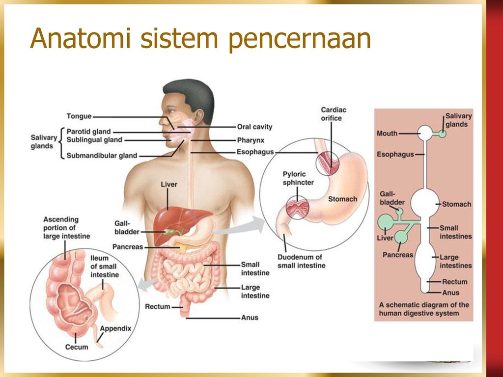 Detail Gambar Anatomi Sistem Pencernaan Beserta Fungsinya Nomer 20