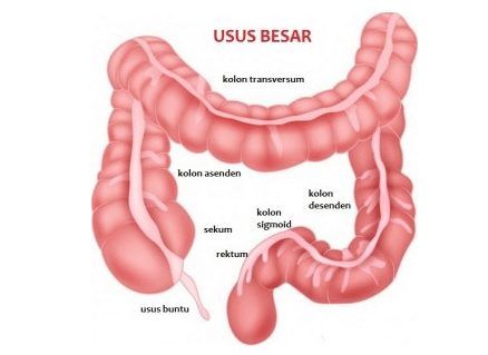 Detail Gambar Anatomi Sistem Pencernaan Beserta Fungsinya Nomer 29