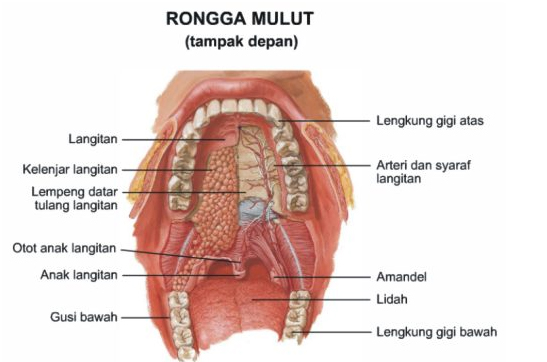 Detail Gambar Anatomi Sistem Pencernaan Beserta Fungsinya Nomer 32