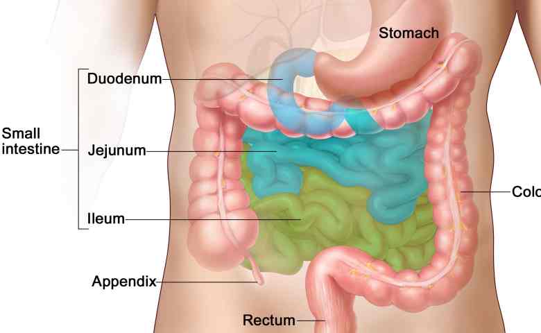 Detail Gambar Anatomi Sistem Pencernaan Beserta Fungsinya Nomer 44