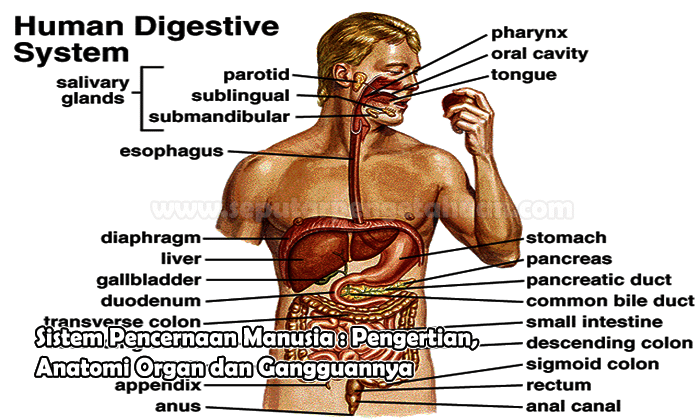 Detail Gambar Anatomi Sistem Pencernaan Beserta Fungsinya Nomer 10