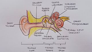 Detail Gambar Anatomi Telinga Manusia Nomer 12