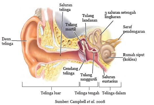 Detail Gambar Anatomi Telinga Manusia Nomer 14