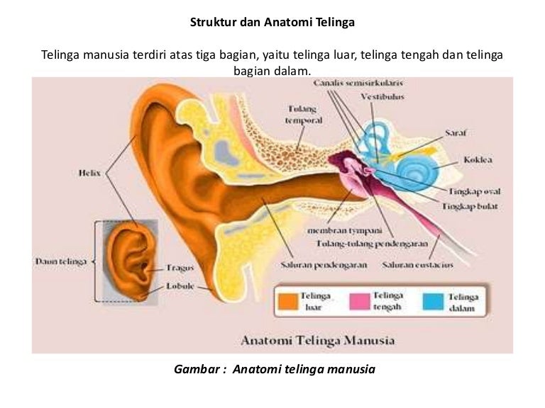 Detail Gambar Anatomi Telinga Manusia Nomer 15