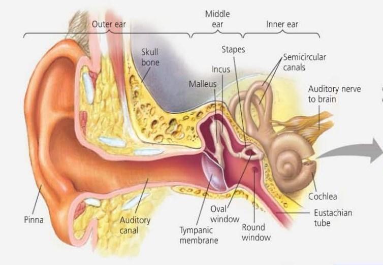 Detail Gambar Anatomi Telinga Manusia Nomer 16