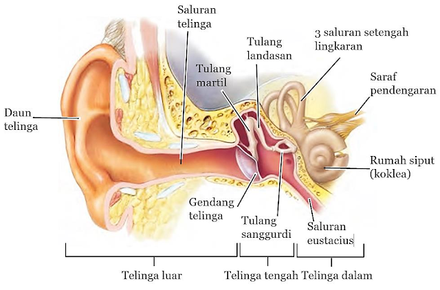 Detail Gambar Anatomi Telinga Manusia Nomer 19