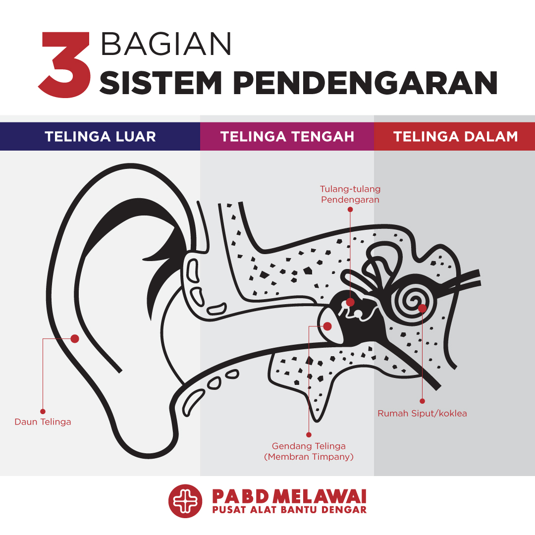 Detail Gambar Anatomi Telinga Manusia Nomer 21