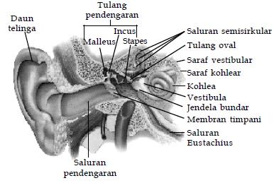 Detail Gambar Anatomi Telinga Manusia Nomer 25