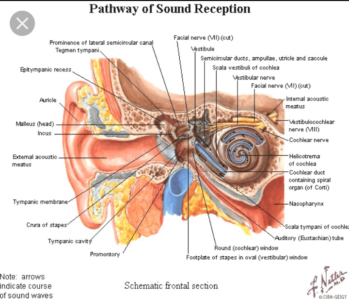 Detail Gambar Anatomi Telinga Manusia Nomer 27