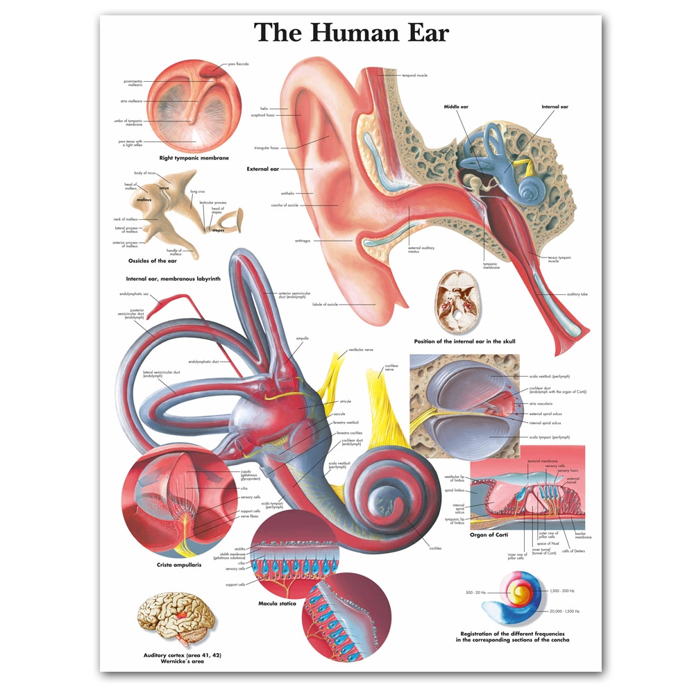 Detail Gambar Anatomi Telinga Manusia Nomer 29
