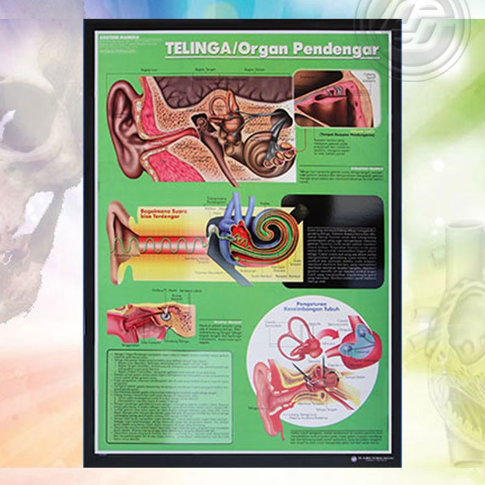 Detail Gambar Anatomi Telinga Manusia Nomer 31