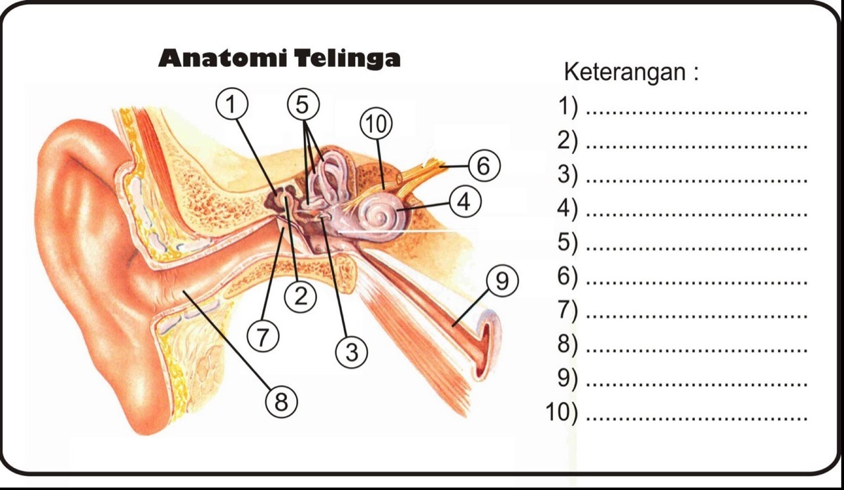 Download Gambar Anatomi Telinga Manusia Nomer 33