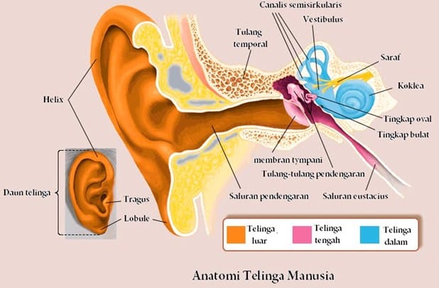 Detail Gambar Anatomi Telinga Manusia Nomer 4