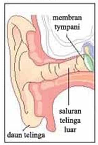 Detail Gambar Anatomi Telinga Manusia Nomer 35