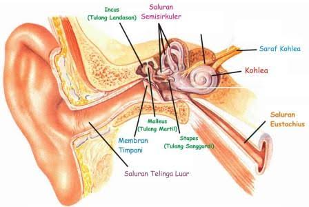 Detail Gambar Anatomi Telinga Manusia Nomer 38